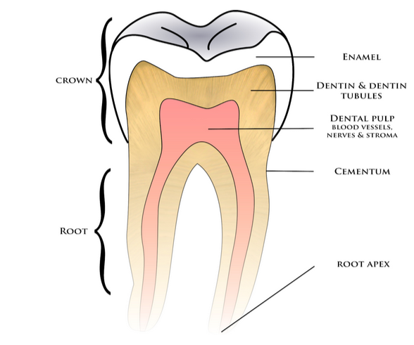 ما هو علاج جذور الأسنان؟